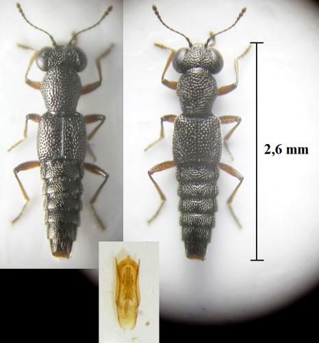 Stenus fuscipes